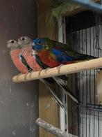 Twee bourkes en een turquoisine parkiet man ., Dieren en Toebehoren, Meerdere dieren, Parkiet, Geringd