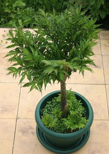 konjac plant knol decoratief in pot tropisch uiterlijk