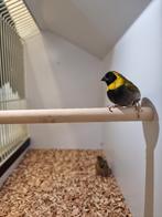 Cubavinken | Verschillende koppels | Passend advies, Dieren en Toebehoren, Meerdere dieren, Overige soorten