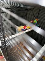 Gouldamadine man pastel geel 2024, Dieren en Toebehoren, Vogels | Overige Vogels, Mannelijk, Tropenvogel