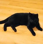 Koninklijke zwarte kater zoekt nieuw thuis in Den Haag, Ophalen of Verzenden, Zo goed als nieuw, Hond of Kat, Overige typen