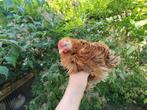 Cochin kriel krul, Dieren en Toebehoren, Pluimvee, Mannelijk, Kip