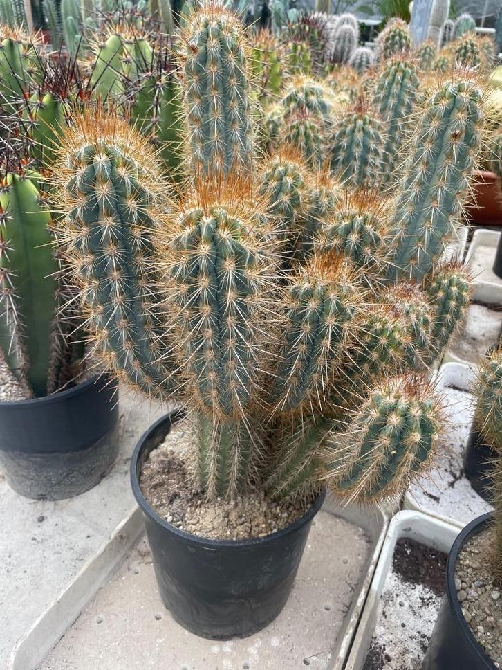 Cactus Pilosocereus gounellei var. Zehntneri   potmaat 27cm., Huis en Inrichting, Kamerplanten, Cactus, Minder dan 100 cm, Bloeiende kamerplant