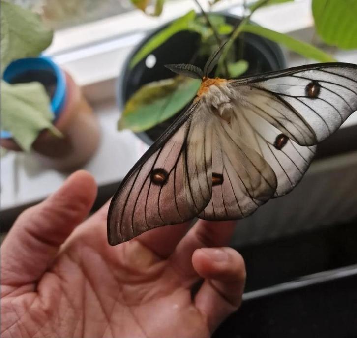 Ceranchia Apolina cocoons, Dieren en Toebehoren, Insecten en Spinnen, Vlinders of Rupsen