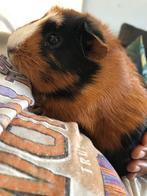 Mooie cavia, Dieren en Toebehoren, Knaagdieren, Cavia, Mannelijk, Tam, Oktober