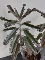 Mother of thousand (bommenwerper)Kalanchoë heel veel stekjes, Vetplant, Ophalen of Verzenden, Minder dan 100 cm, Volle zon