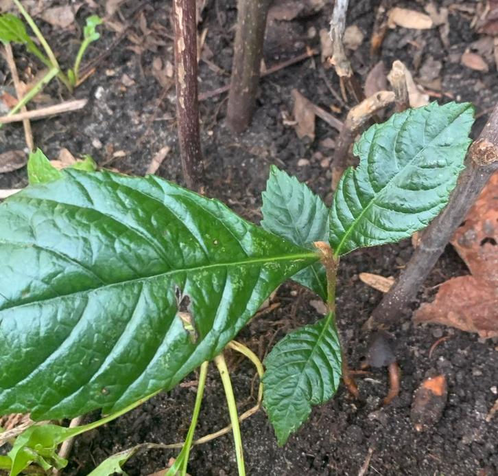 Japanse Mispelboom - Prachtige sierboom, Tuin en Terras, Planten | Bomen, Overige soorten, 100 tot 250 cm, Volle zon, Herfst, In pot