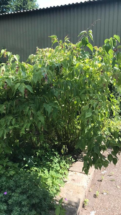Stek Grootmoeders oorbel/ fazantbes, Tuin en Terras, Planten | Struiken en Hagen, Overige soorten, Minder dan 100 cm, Ophalen