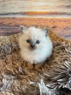Ragdoll kittens 2 poesjes 2 katertjes, Dieren en Toebehoren, Katten en Kittens | Raskatten | Langhaar, Meerdere dieren, Gechipt