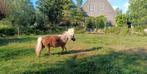 HELE MOOIE & LIEVE Shetland pony (80 cm), Dieren en Toebehoren, Pony's, Merrie, Recreatiepony
