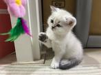 NOG 1 OVER silver shaded! Britse korthaar kittens, Dieren en Toebehoren, Katten en Kittens | Raskatten | Langhaar, Meerdere dieren