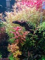 Groot pakket aquarium planten!, Dieren en Toebehoren, Vissen | Aquaria en Toebehoren, Ophalen of Verzenden, Nieuw, Plant(en), Steen of Hout