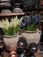 Witte of blauwe druifjes €3,99 per bosje, Ophalen of Verzenden, Nieuw