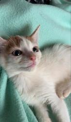 3 liefe kittens te koop, 0 tot 2 jaar