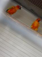 Koppel zonparkieten (wegens inkrimpen), Dieren en Toebehoren, Meerdere dieren, Parkiet, Geringd