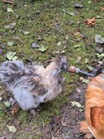 Zijdehoen haan usa, Dieren en Toebehoren, Pluimvee, Mannelijk, Kip