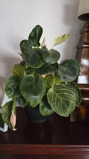 Philodendron Birkin with Decorative Pot beschikbaar voor biedingen