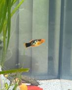 Platy, Dieren en Toebehoren, Vis