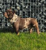 Unieke franse bulldog dekreu choco merle tan ter dekking, Dieren en Toebehoren, Honden | Bulldogs, Pinschers en Molossers, Particulier
