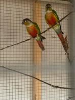 2 jonge pyrrhura’s 2025, Dieren en Toebehoren, Vogels | Parkieten en Papegaaien, Geslacht onbekend, Parkiet, Geringd