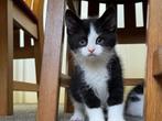 Super lieve kittens mogen verhuizen, Dieren en Toebehoren, Katten en Kittens | Overige Katten, Kater, Kortharig, 0 tot 2 jaar