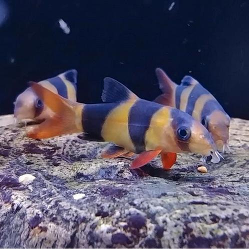 Botia macracanthus, Dieren en Toebehoren, Vissen | Aquariumvissen, Vis