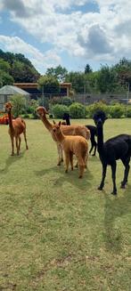 Alpaca, Dieren en Toebehoren, Overige Dieren, Vrouwelijk, Voor 1 juli 2024