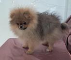 Exclusief Pomeriaan pup teef  FCI Stamboom Premium Lijn, Dieren en Toebehoren, Honden | Poolhonden, Keeshonden en Oertypen, Keeshond