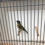 Zwartkopsijs man, Dieren en Toebehoren, Mannelijk