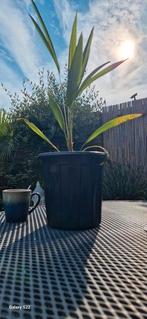 Palmboom. Trachycarpus waaierpalm 3 jaar oud, 100 tot 250 cm, Zomer, Palmboom, Ophalen