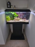 Aquatlantis aquarium + standaard, Dieren en Toebehoren, Vissen | Aquariumvissen, Vis