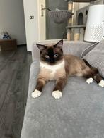 Siamese Dekkater/ niet te koop/not for sale, Dieren en Toebehoren, Kater, Kortharig, 0 tot 2 jaar