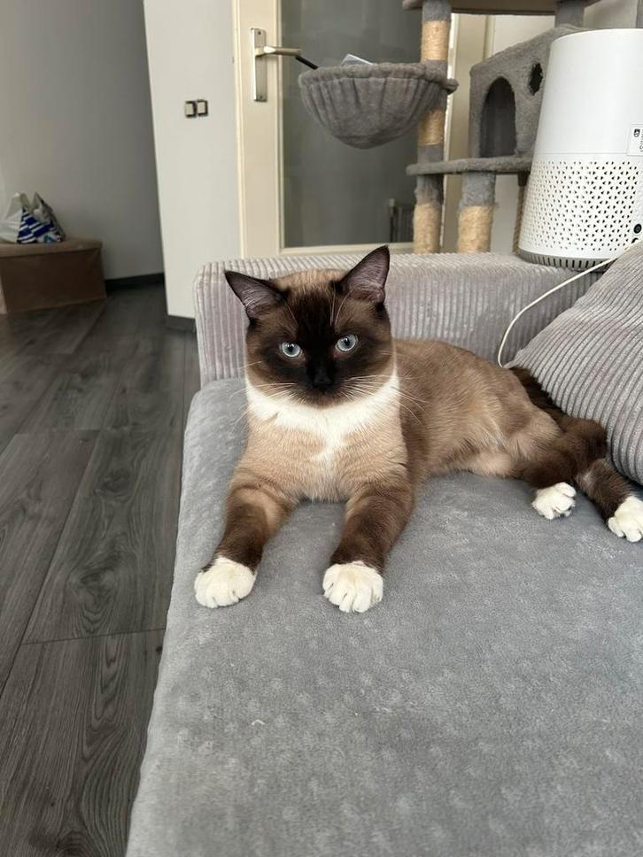 Siamese Dekkater/ niet te koop/not for sale, Dieren en Toebehoren, Katten en Kittens | Overige Katten, Kortharig, Kater, 0 tot 2 jaar