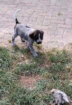 te koop Duitse Staande Draadhaar pups, Dieren en Toebehoren, Honden | Setters en Staande honden, Duitse Staande hond, 8 tot 15 weken