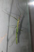 Lamachodes sp bokor wandelende tak, Wandelende tak