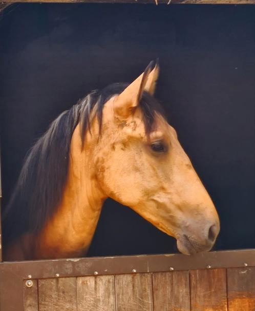 Morante, een pre ruin met een grote maat., Dieren en Toebehoren, Paarden, Ruin, Onbeleerd, 160 tot 165 cm, 0 tot 2 jaar, Dressuurpaard