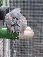chilli arend buizerd, Dieren en Toebehoren, Vogels | Overige Vogels, Meerdere dieren, Roofvogel, Geringd