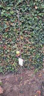 Appelboom:Golden Delicious', Tuin en Terras, Planten | Fruitbomen, Ophalen, Appelboom, Lente
