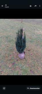 Taxus, Ophalen of Verzenden, Taxus, Minder dan 100 cm