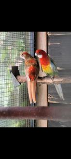 Mooi koppel rosella.s, Dieren en Toebehoren, Vogels | Parkieten en Papegaaien, Meerdere dieren, Parkiet, Geringd