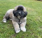 Prachtige Leonbergerkruising puppy's, 8 tot 15 weken, Groot, Meerdere, Meerdere dieren