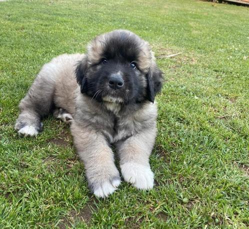 Prachtige Leonbergerkruising puppy's, Dieren en Toebehoren, Honden | Niet-rashonden, Groot, Meerdere dieren, Particulier, Meerdere