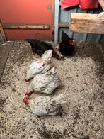 Marans kippen legkippen haan splash koperzwart aan de leg, Dieren en Toebehoren, Pluimvee, Meerdere dieren, Kip