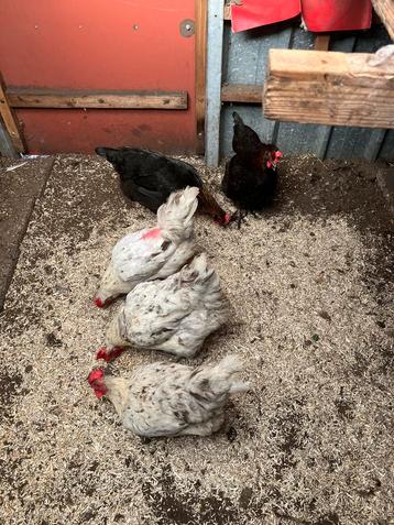 Marans kippen legkippen splash kleur beschikbaar voor biedingen