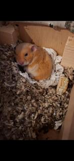 Goudhamster, Dieren en Toebehoren, Knaagdieren, Hamster, Mannelijk, Tam, September