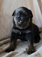 Labrador kruising met rotweiler, 8 tot 15 weken, Groot, Meerdere, Meerdere dieren