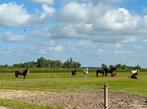 Paardenstalling in Wormer, Stalling