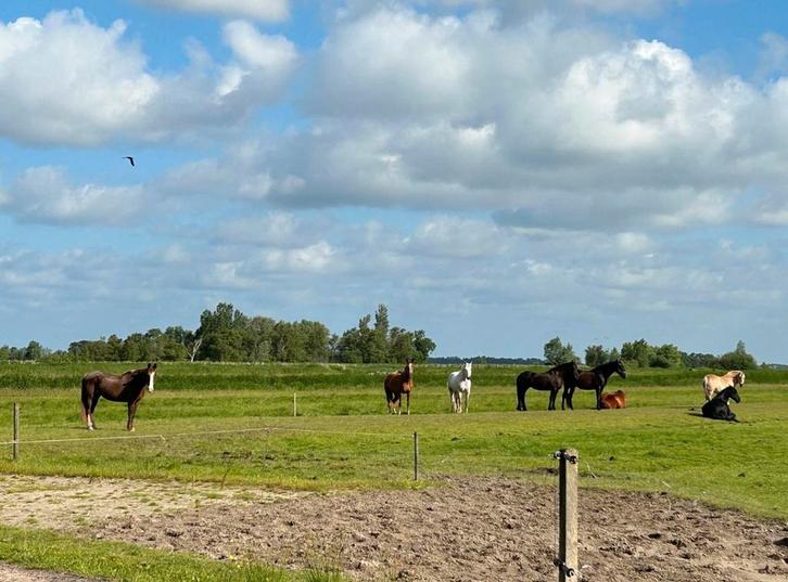 Paardenstalling in Wormer, Dieren en Toebehoren, Stalling en Weidegang, Stalling