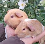 Deze 2 lieve jonge cavia beertjes zoeken een goed adres!, Dieren en Toebehoren, Knaagdieren, Cavia, Augustus, Mannelijk, Tam