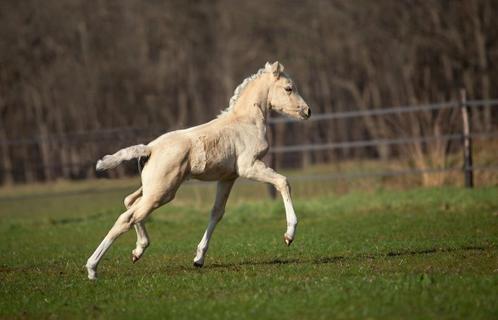 Super chique merrie veulen, Dieren en Toebehoren, Pony's, Merrie, 0 tot 2 jaar